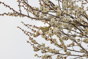 Plums and Japanese White-Eye in Tokyo - Japanese early spring -