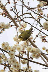 Plums and Japanese White-Eye in Tokyo - Japanese early spring -