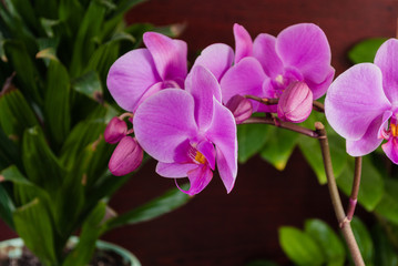 Orchid flowers on a wooden table. Potted flowers.