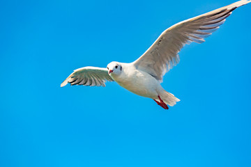 view of a isolated seagull on the sea