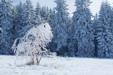 Frozen trees in snowy country