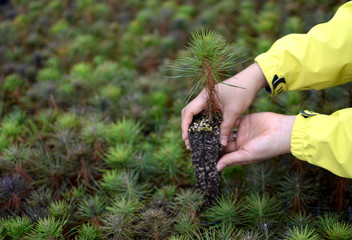 In your hand, the pine tree seedlings.