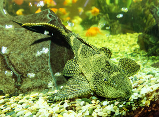 Marble catfish in the aquarium.