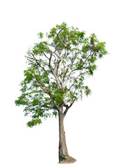 tree on white background of Isolated