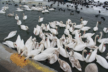 Frozen Danube river with swans, seagulls, ducks and coots eating