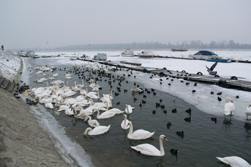 Frozen Danube river with swans, seagulls, ducks and coots eating