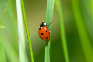 Ladybug crawling on a green blade of grass up