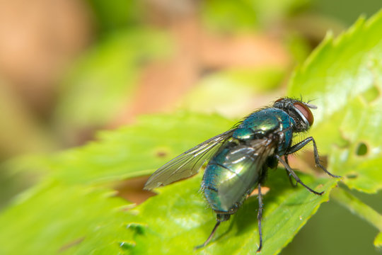 A macro shot of a fly sitting on a green leaf.