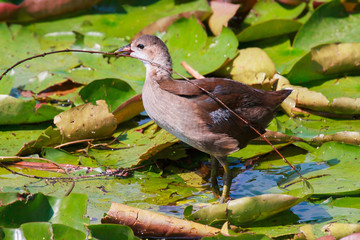young wild moorhen duck walking on water lilies with a sprig 