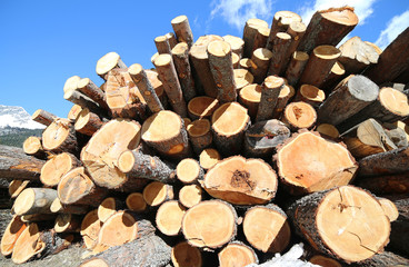 Big pile of logs Cut From lumberjacks