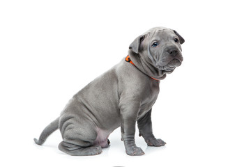 Thai ridgeback puppy isolated on white