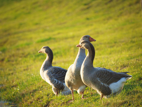 Gooses on the farm