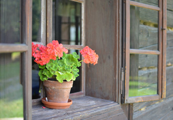 Flowerpot with geraniums in the window historic wooden building
