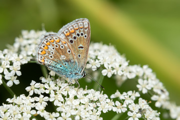 Common Blue (Polyommatus icarus) on white flowers