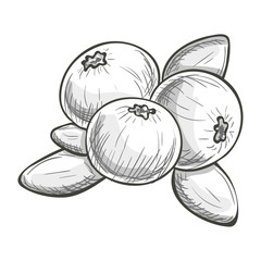 Monochrome sketch style illustration of cranberry on a white background. Vector.