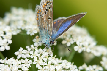 Common Blue (Polyommatus icarus) on white flowers