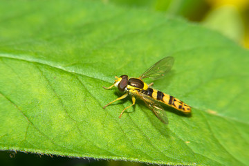 Fototapeta premium A macro shot of a Hoverfly sits on a green leaf