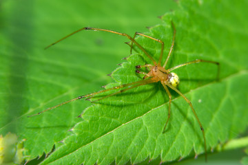 The yellow spider sits on green leaf