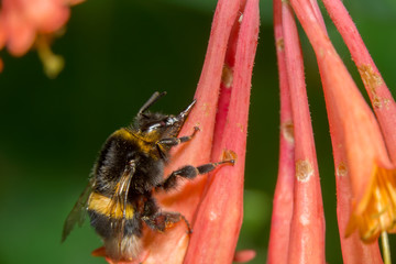 Bumblebee collects nectar from flowers Honeysuckle Brown