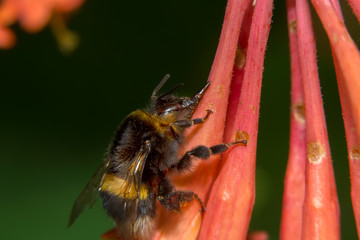 Bumblebee collects nectar from flowers Honeysuckle Brown