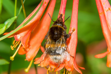 Bumblebee collects nectar from flowers Honeysuckle Brown
