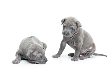 Two thai ridgeback puppies isolated on white