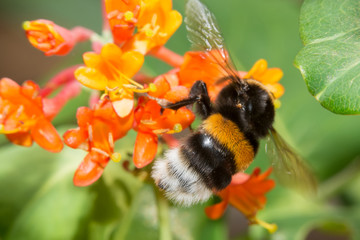 Bumblebee collects nectar from flowers Honeysuckle Brown