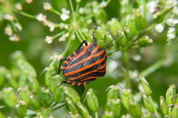 Red and black bug on wild flowers