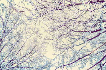 Winter nature background  with hoar frost covered tree branches, view from the bottom