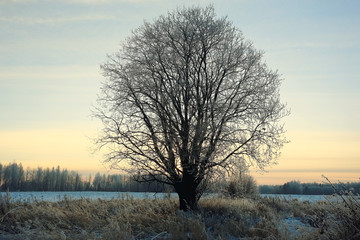 tree in a field in winter