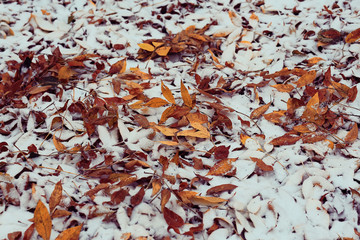 winter texture frost branches leaves background