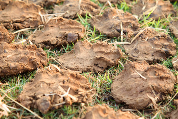 Pile of dry cow dung cakes. Drying on the sun