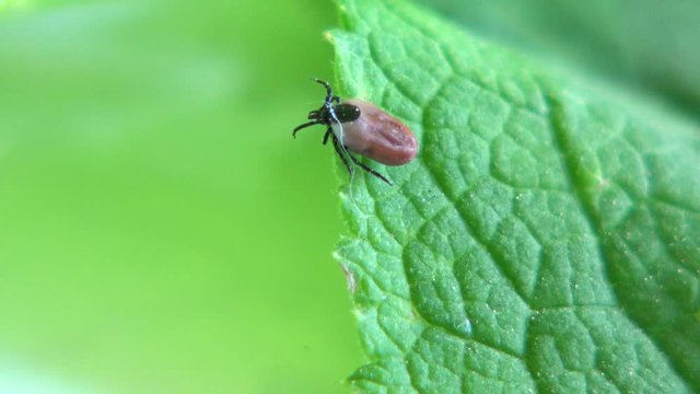 Zecke auf Blatt