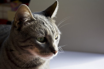 portrait of a gray cat