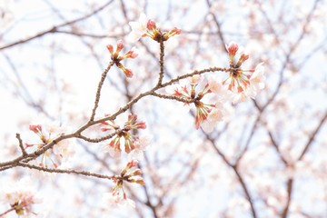 Obraz premium 桜