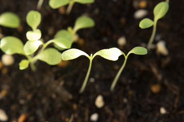 サラダレタスの双葉