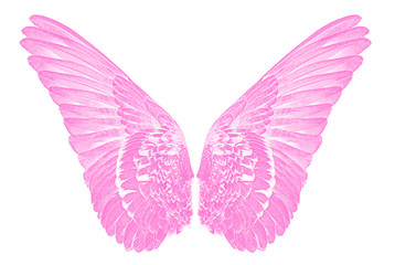 pink wings of birds  on white  bacground