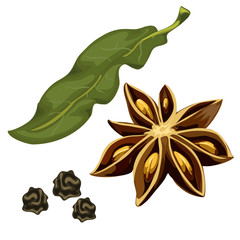 Seasoning star anise, leaf and dry grains. Vector