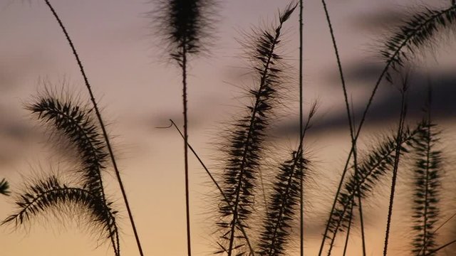 Binsengr&auml;ser im mystischen  Licht der Abendd&auml;mmerung bewegen sich im Wind