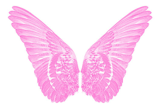 Pink Wings Of Birds  On White  Bacground