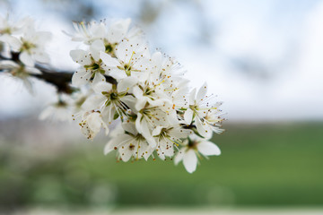 Kirschblüte am Kirschbaum blühen im Frühling