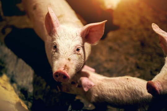 Pig portrait at pig farm.
