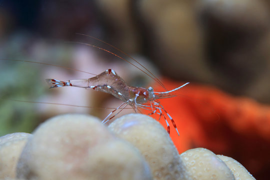 Bruun cleaning partner shrimp