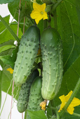Growing cucumbers hanging on the branch