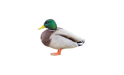 Wild duck isolated on white background