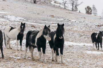 Horses in the snow-covered steppe.