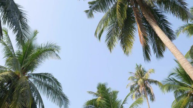 Coconut palm trees plantation