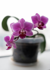 Orchid potted in pots on the window
