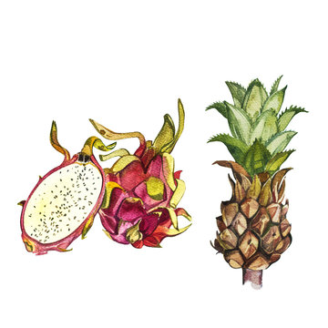 Pineapple and Dragon fruit isolated on white background. Tropical set, Watercolor sketch
