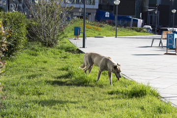 Wilder, streunender Hund in Ulan Bator - Mongolei